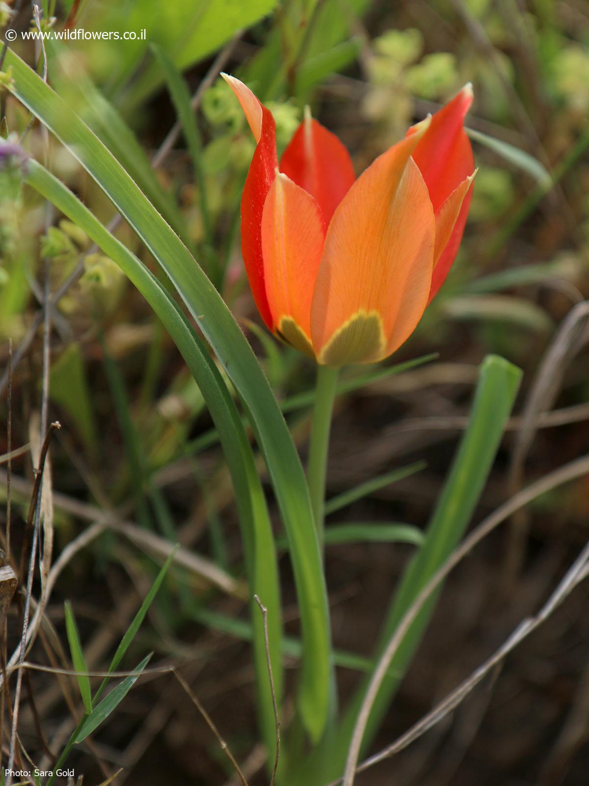 Tulipa agenensis