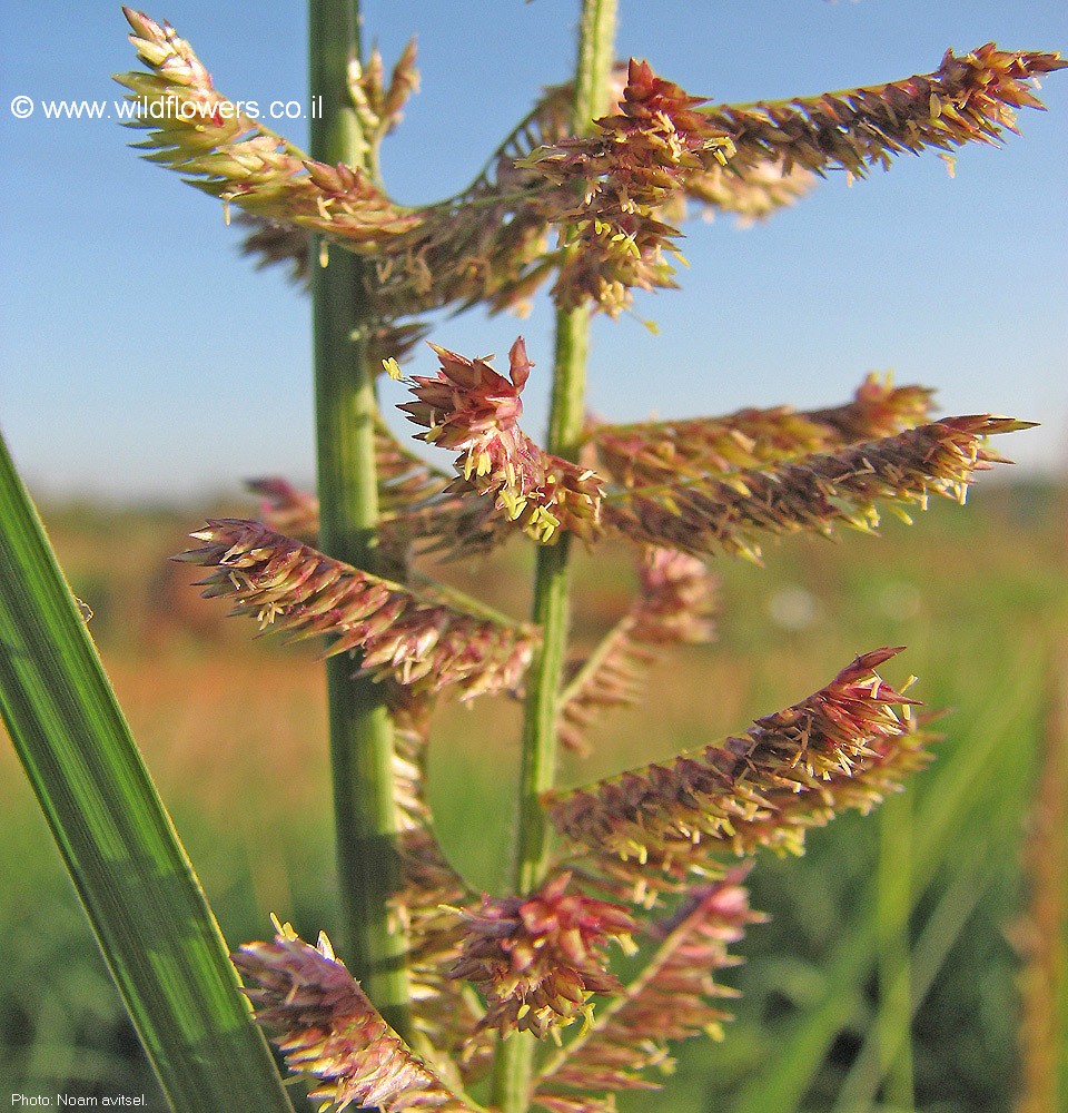 Desmostachya bipinnata