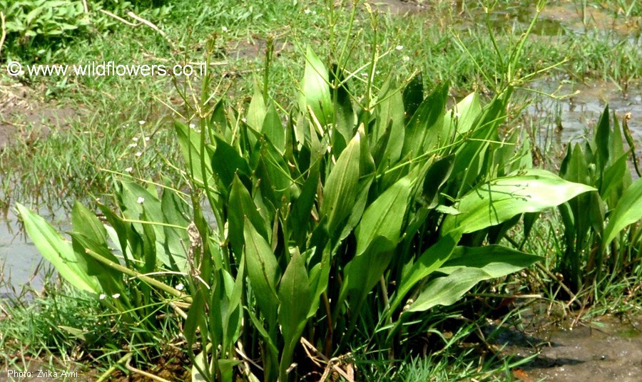 Alisma lanceolatum