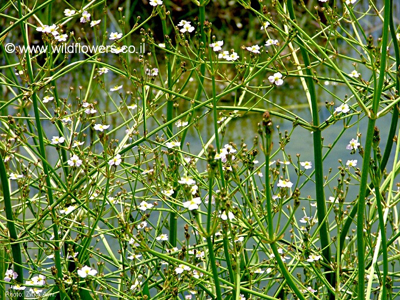 Alisma lanceolatum