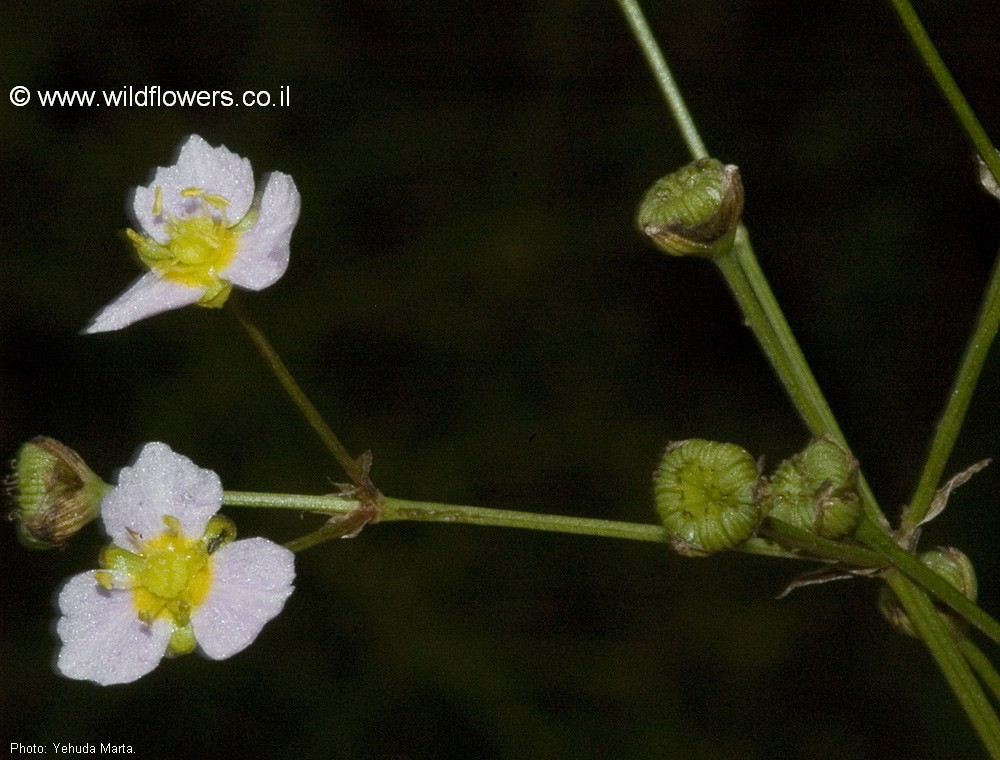 Alisma lanceolatum