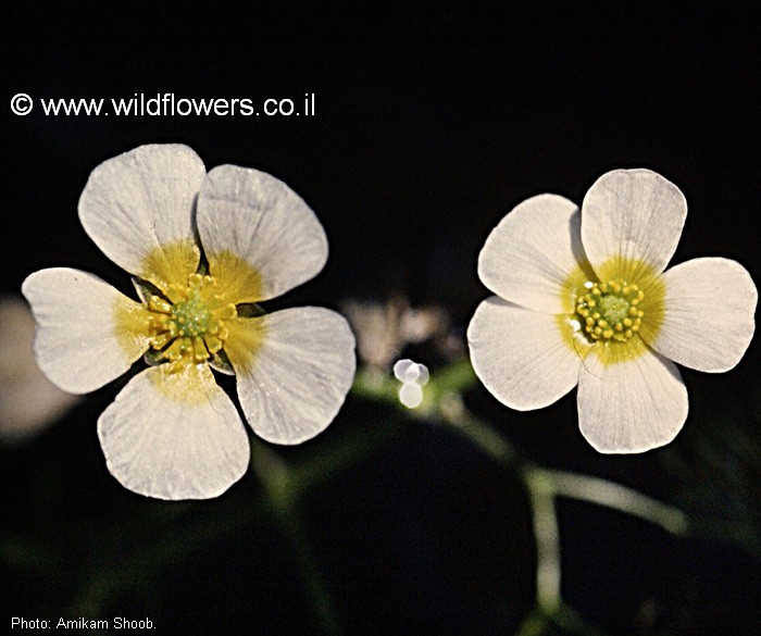 Ranunculus peltatus