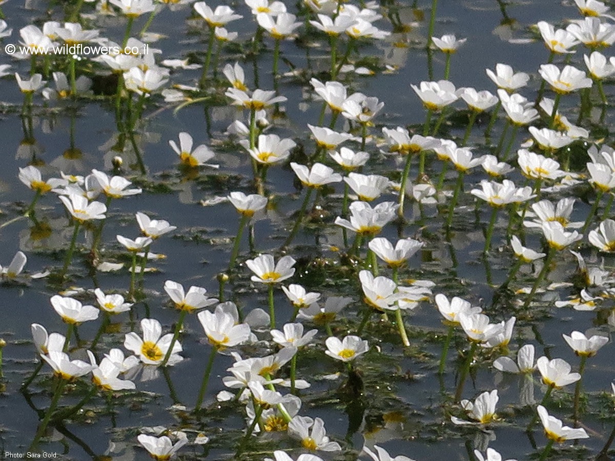 Ranunculus peltatus