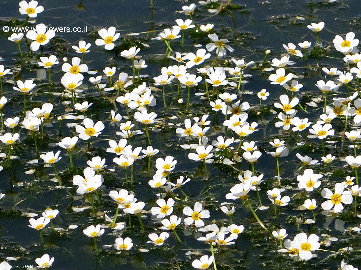 Ranunculus peltatus