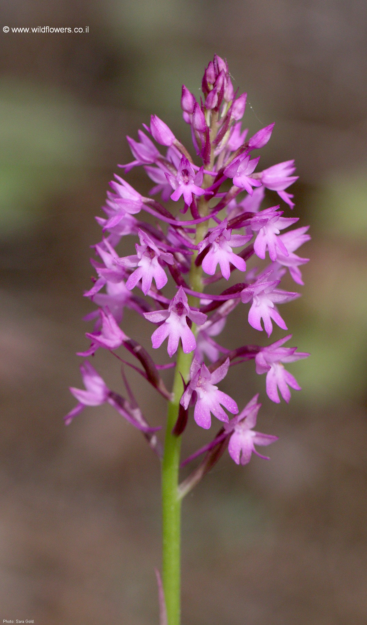 Anacamptis pyramidalis