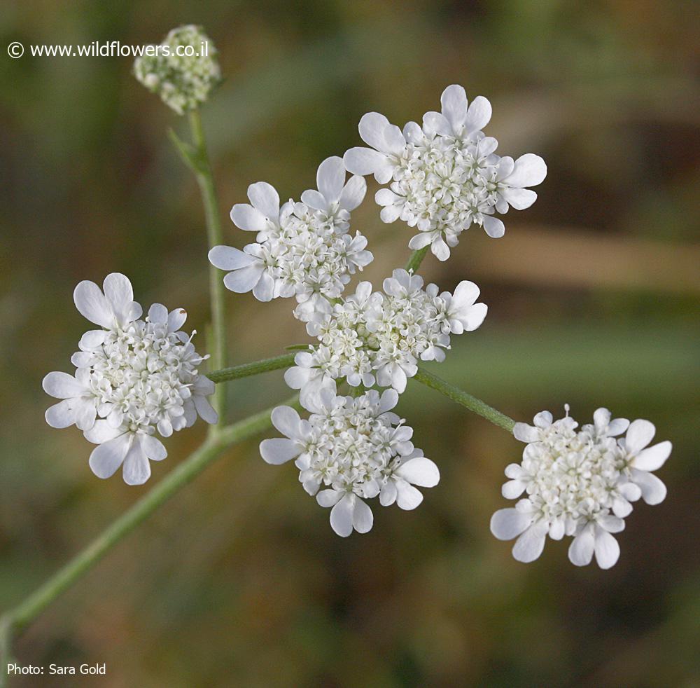 Synelcosciadium carmeli