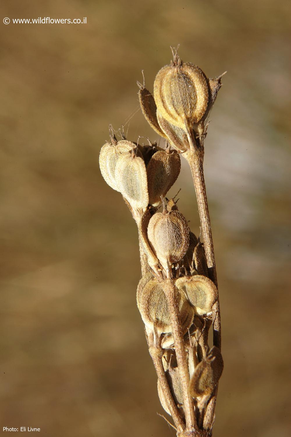 Synelcosciadium carmeli