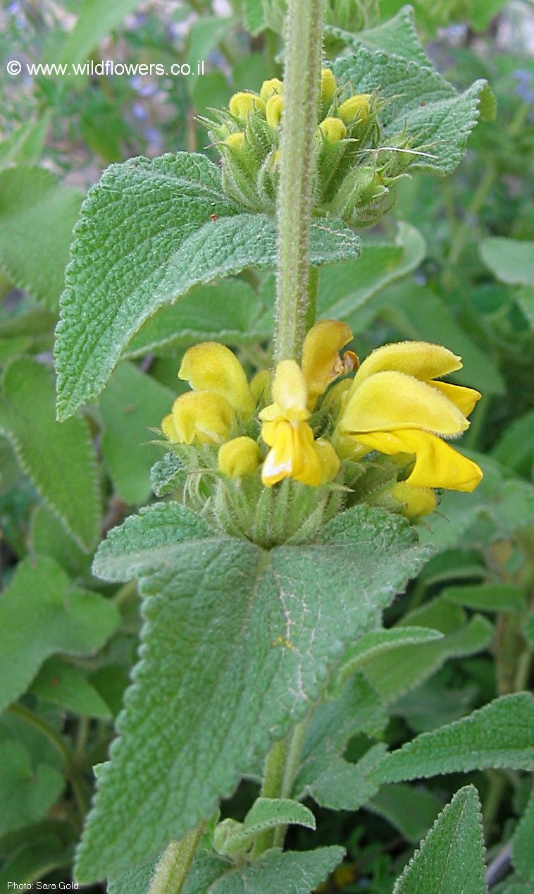 Phlomis viscosa