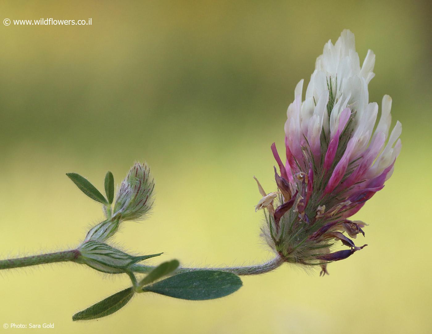 Trifolium dichroanthum