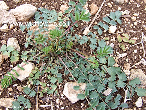 Sanguisorba minor