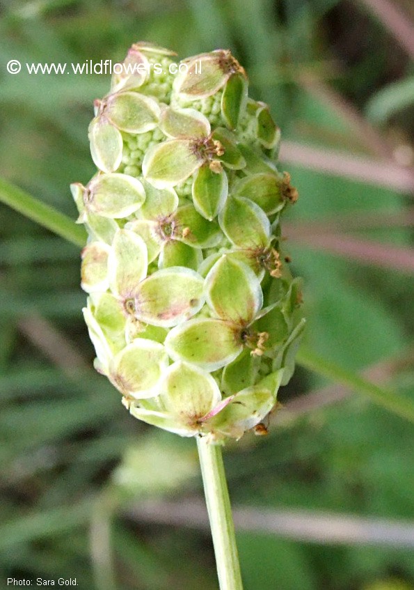 Sanguisorba minor