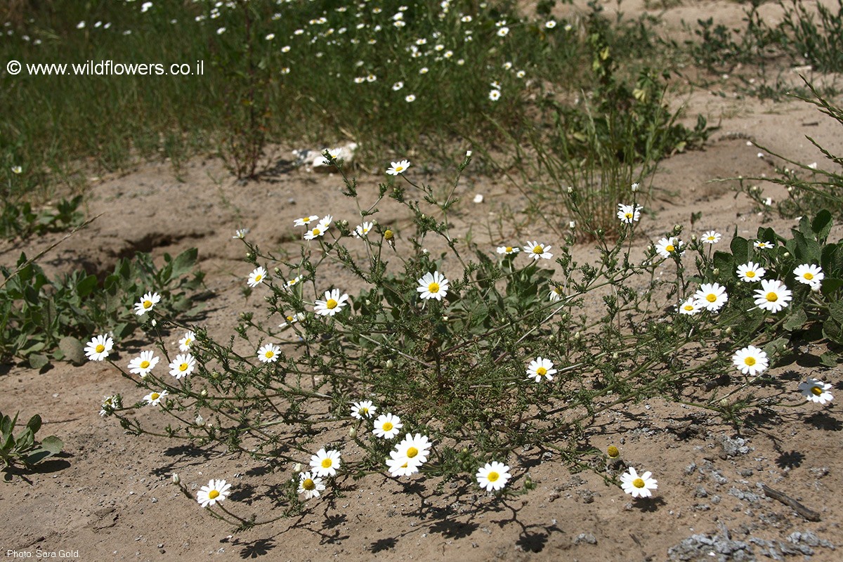 Ormenis mixta