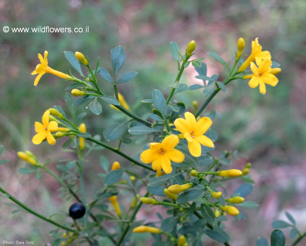 Jasminum fruticans