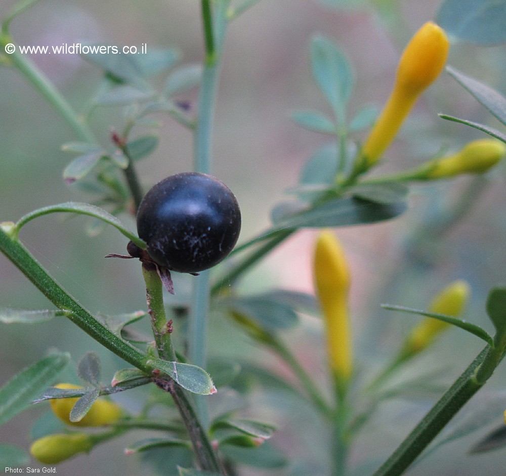 Jasminum fruticans