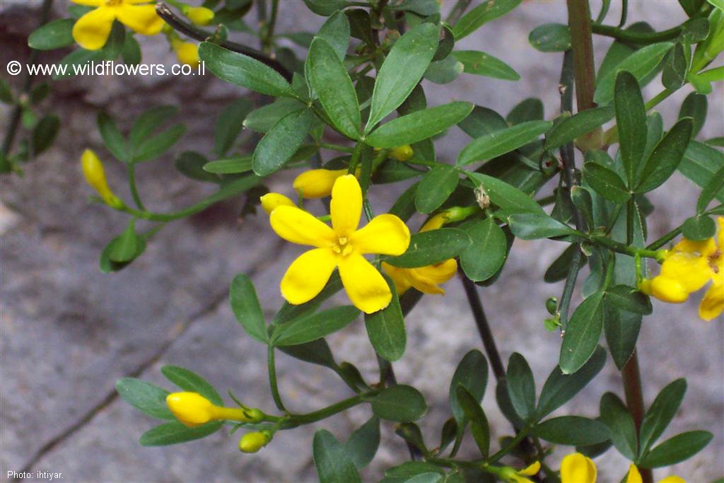 Jasminum fruticans