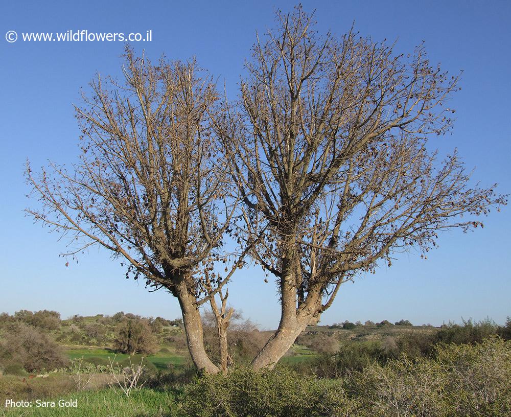 Ficus sycomorus