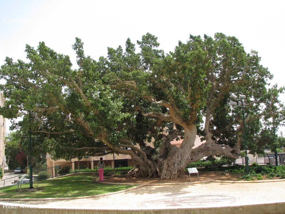 Ficus sycomorus