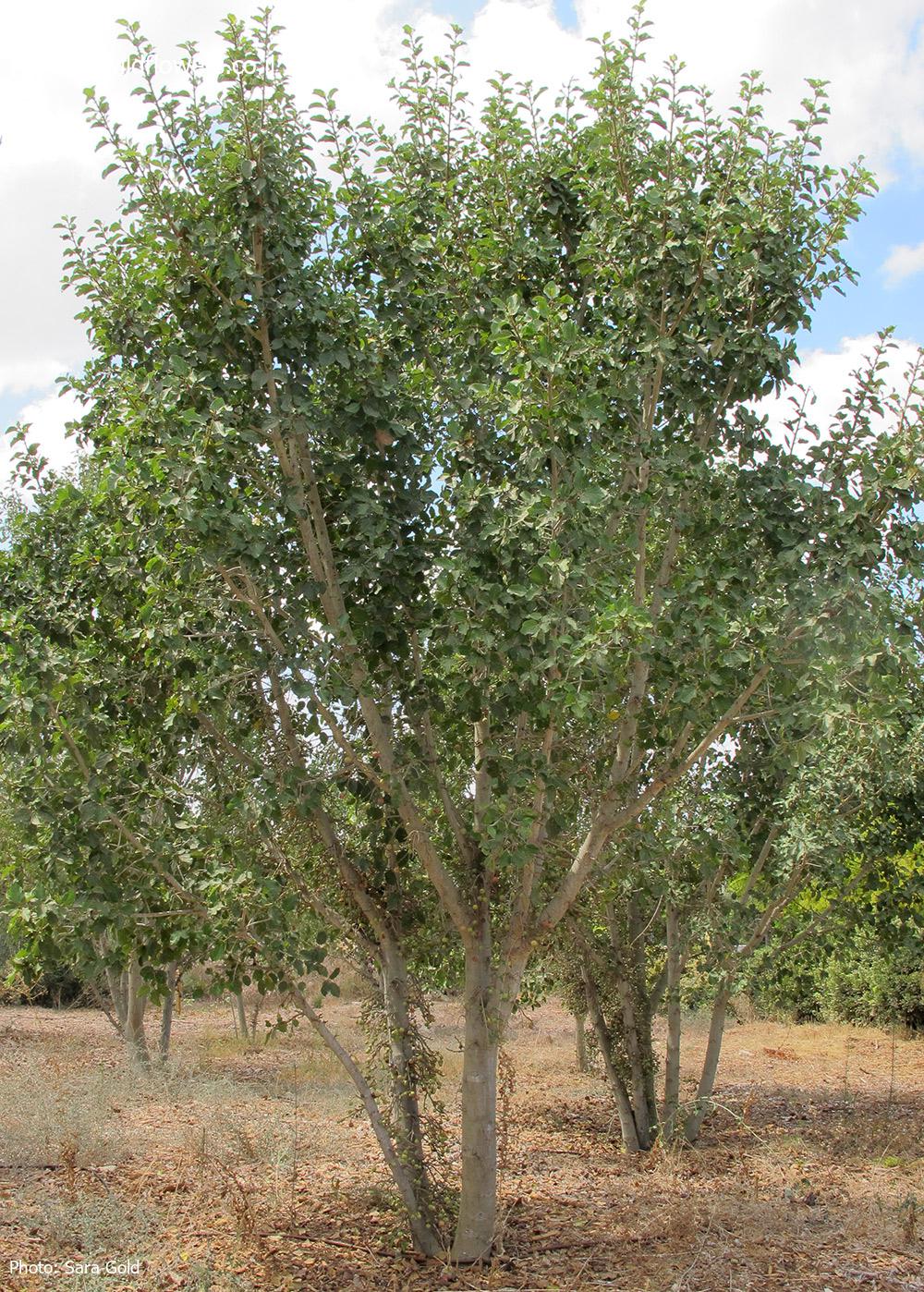 Ficus sycomorus