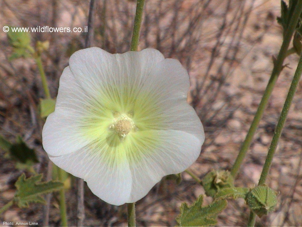 Alcea striata