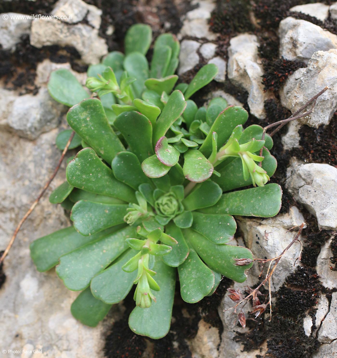 Rosularia libanotica