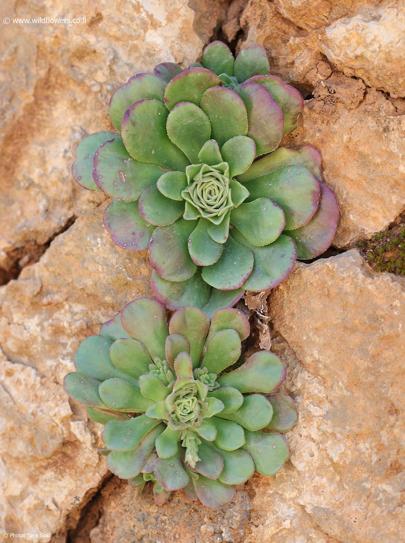 Rosularia libanotica