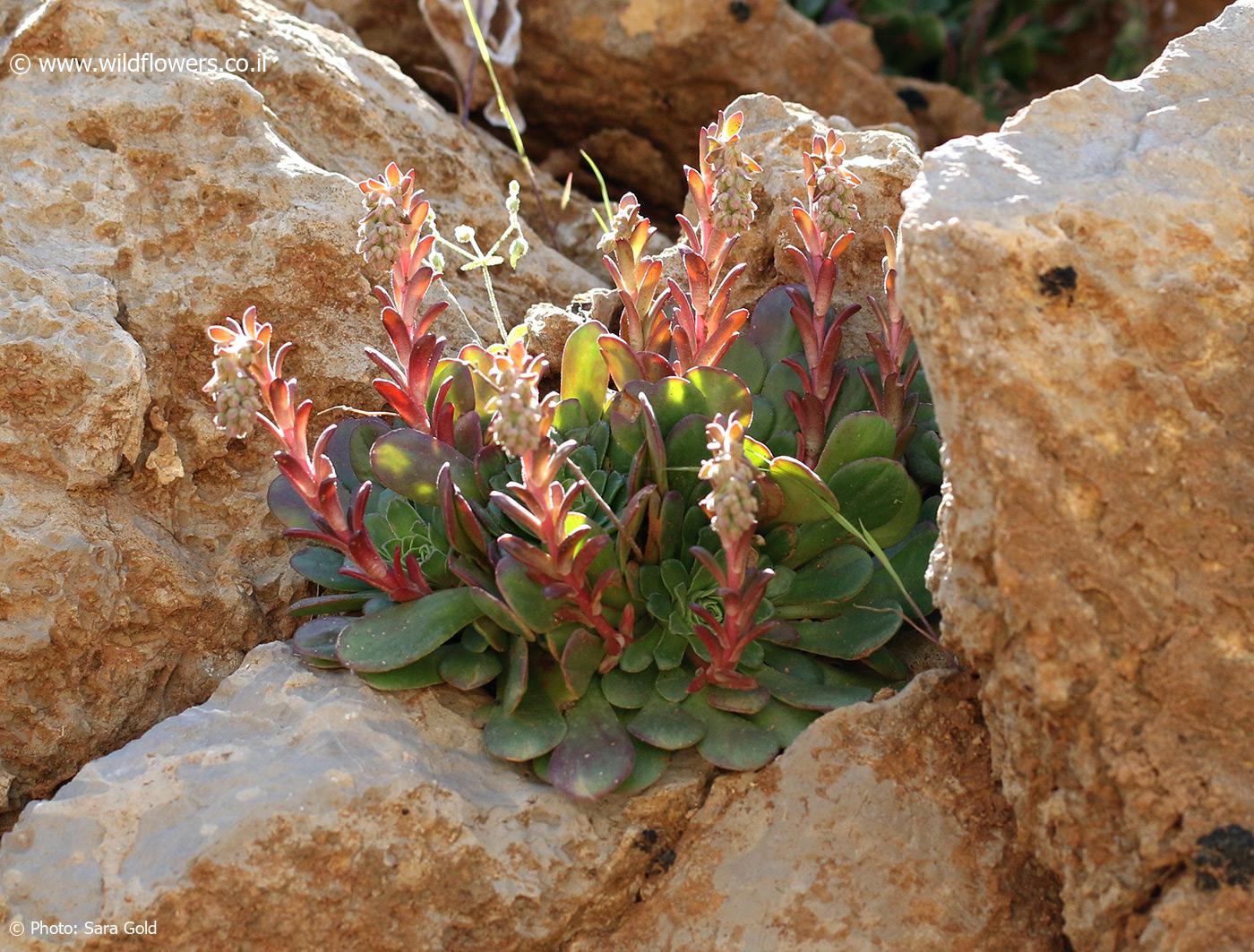 Rosularia libanotica