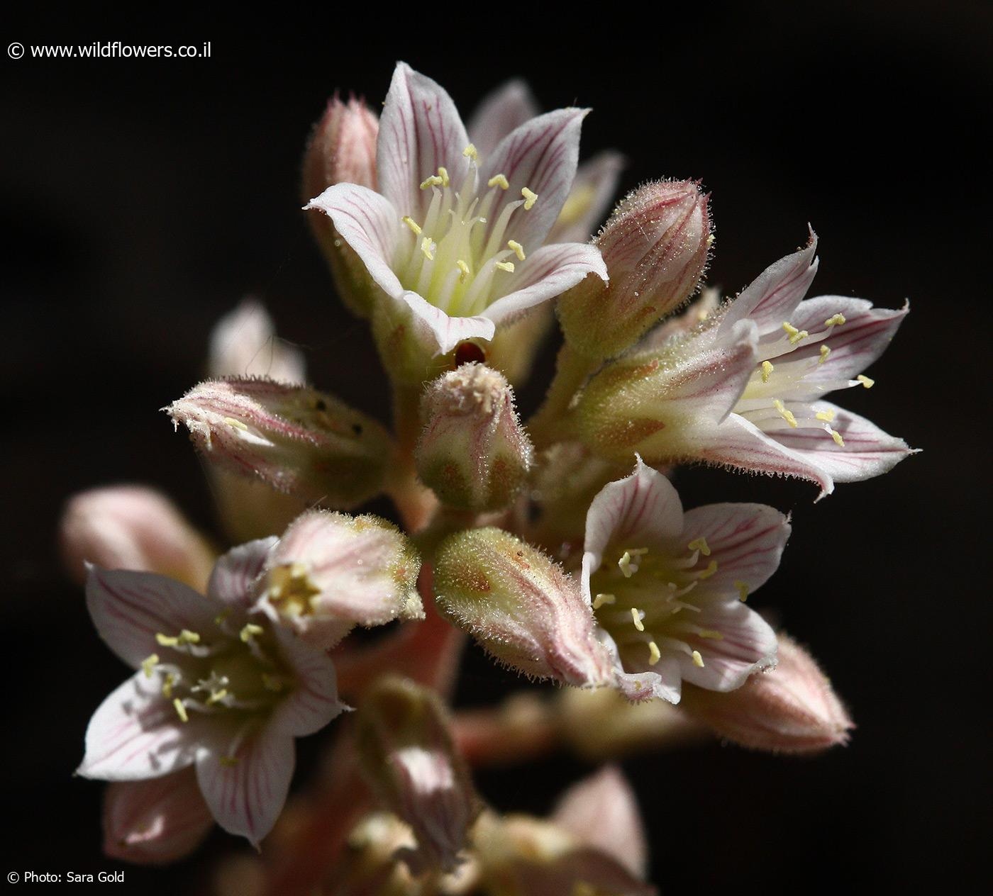 Rosularia libanotica