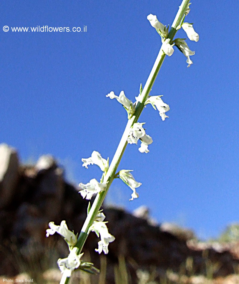 Anarrhinum forskahlii