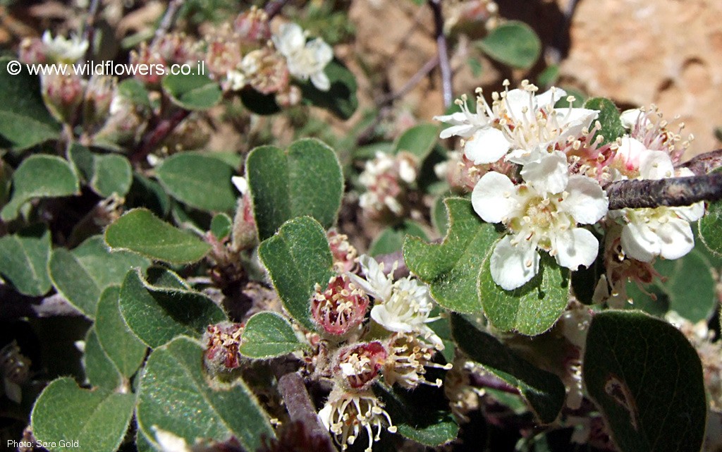 Cotoneaster racemiflorus