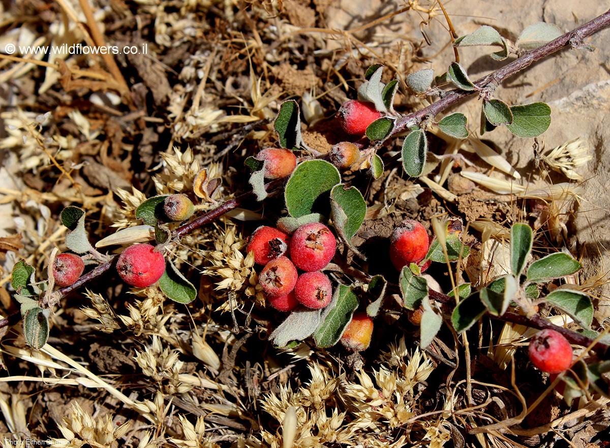 Cotoneaster racemiflorus