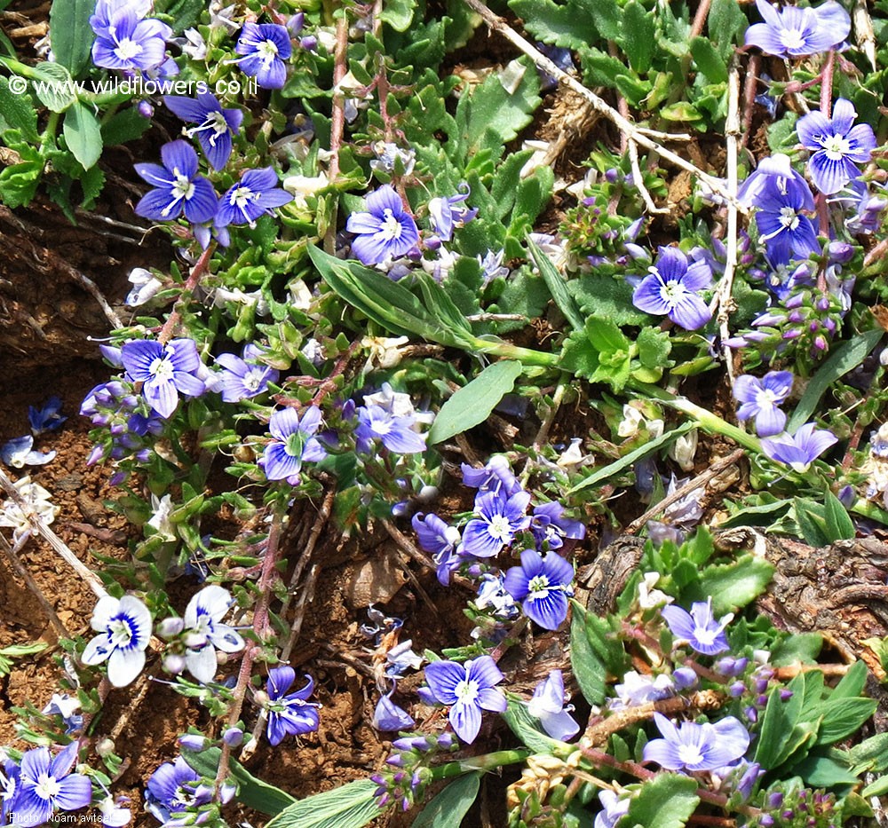 Veronica orientalis