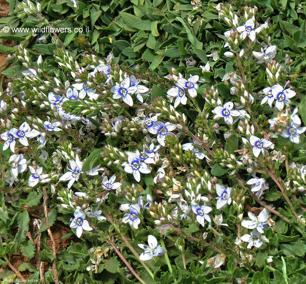 Veronica orientalis