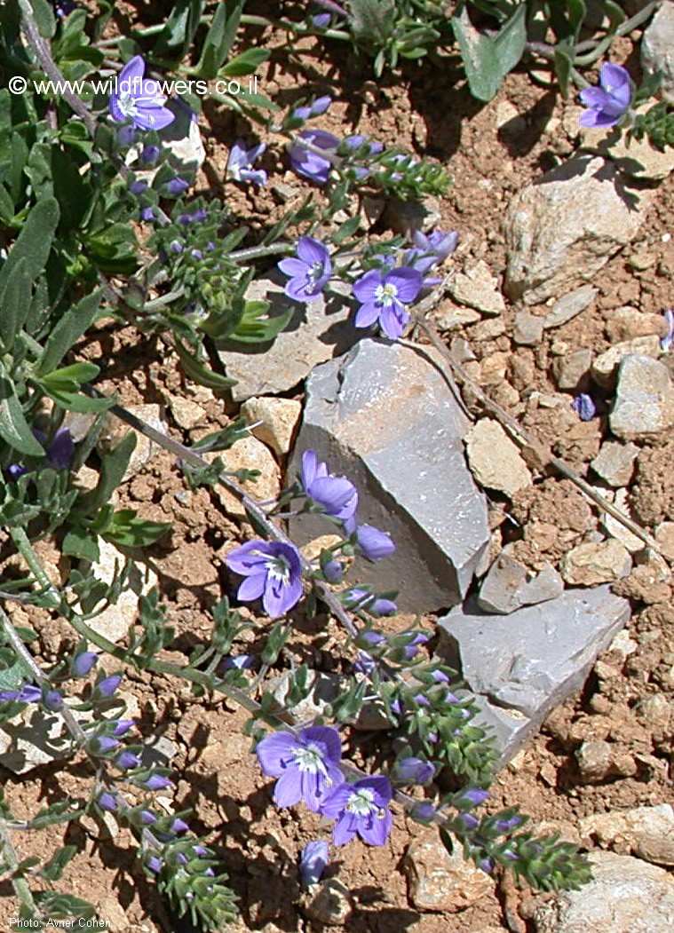 Veronica orientalis