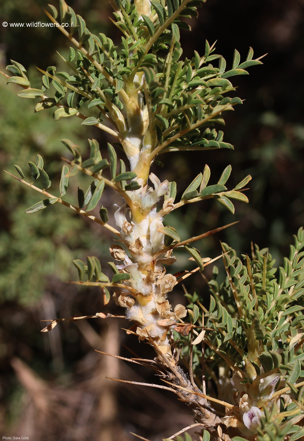 Astragalus gummifer