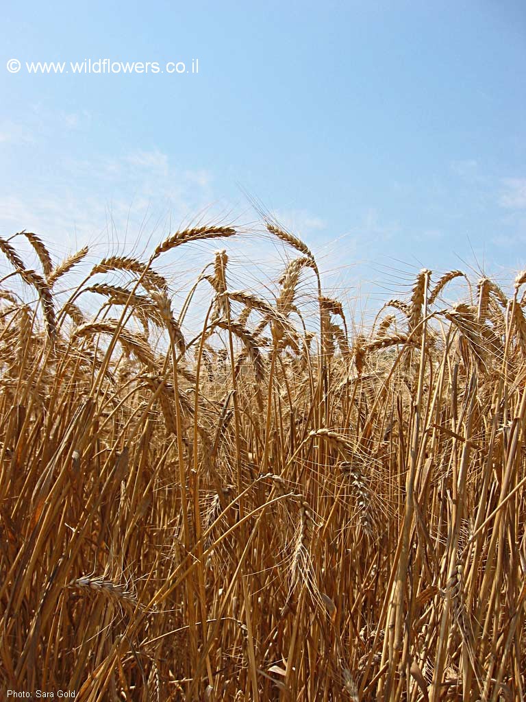 Triticum aestivum