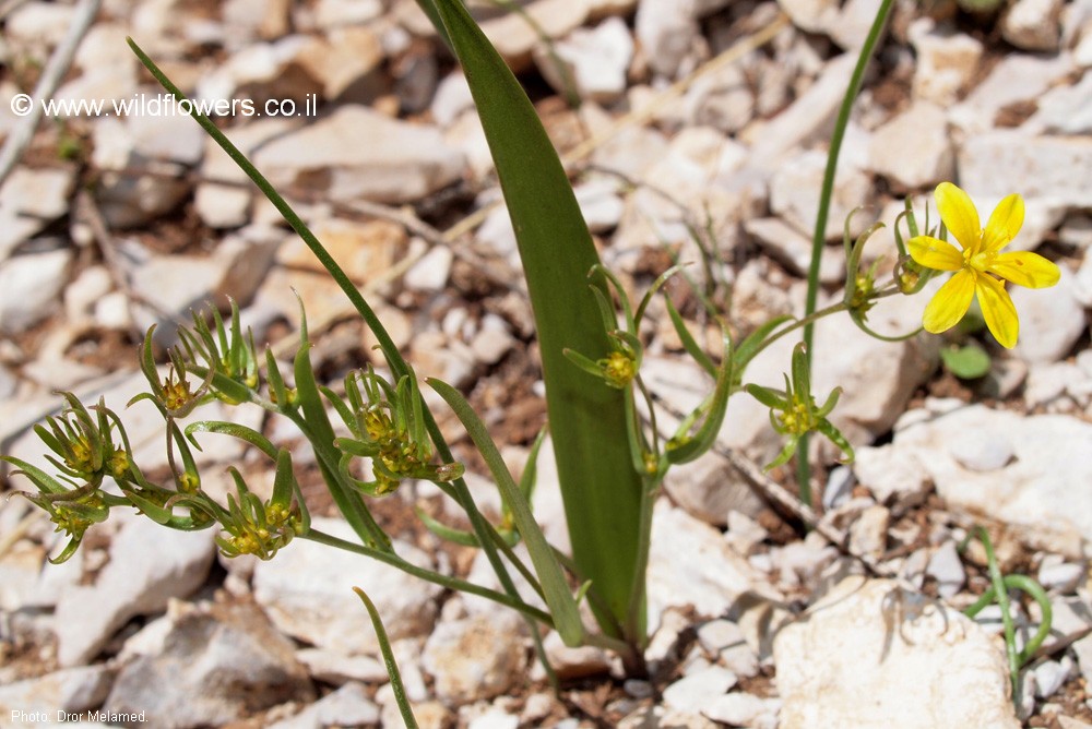 Gagea gageoides