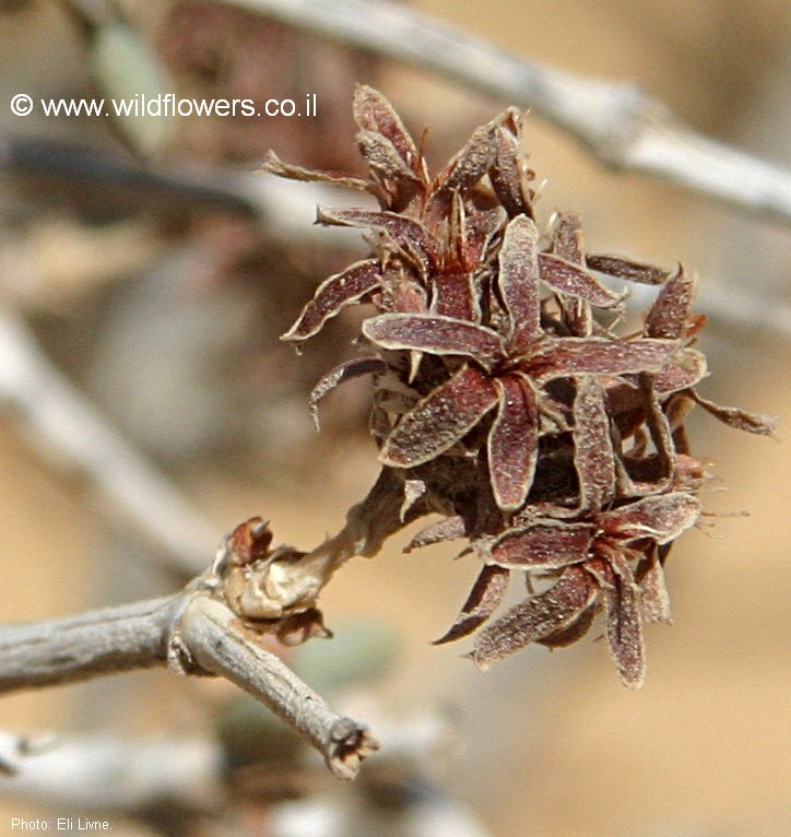 Gymnocarpos decander