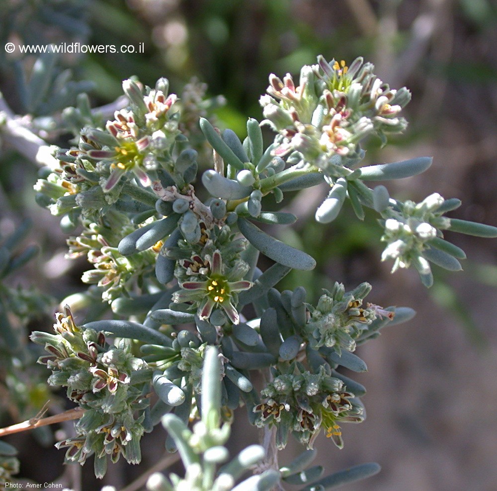 Gymnocarpos decander