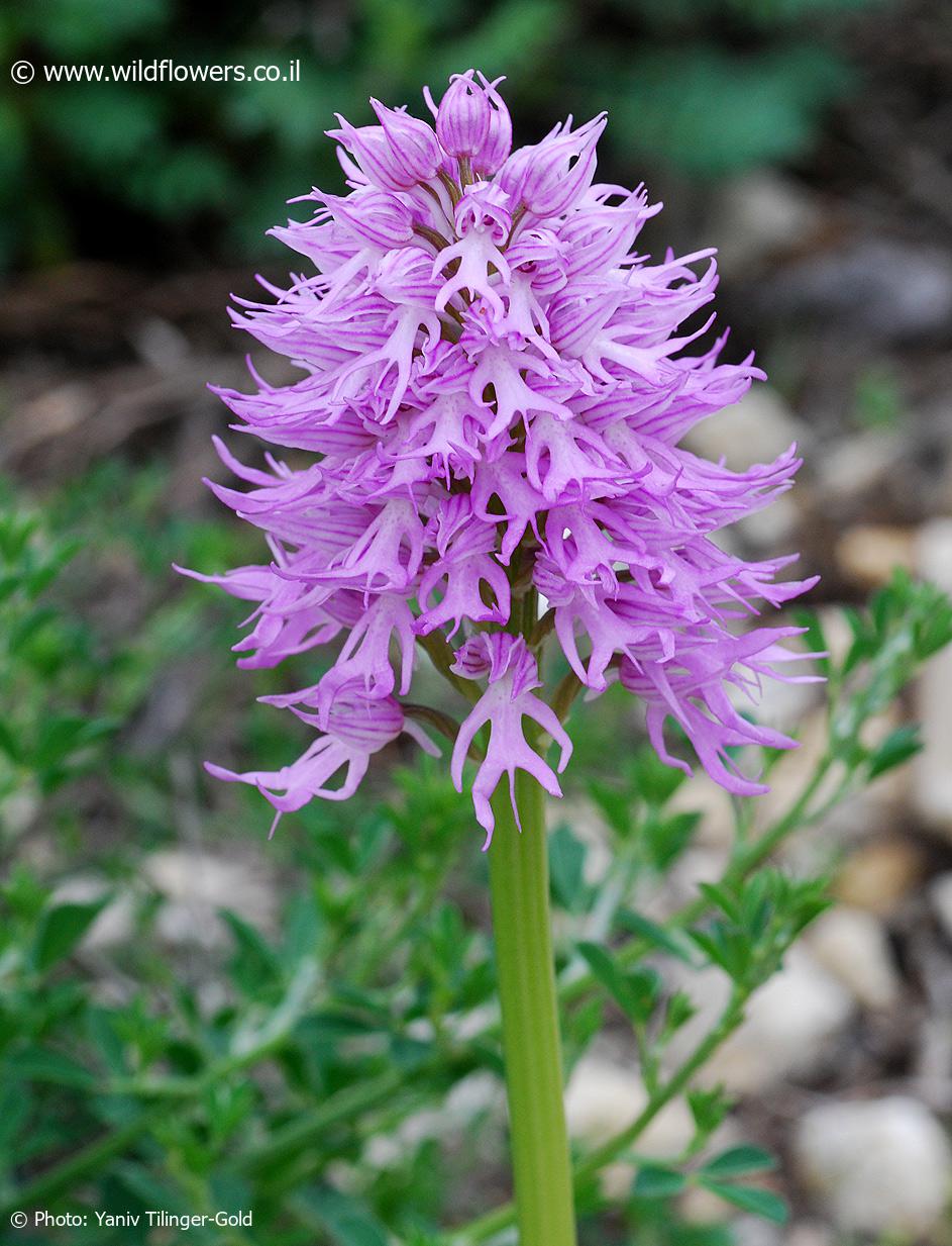 Orchis italica