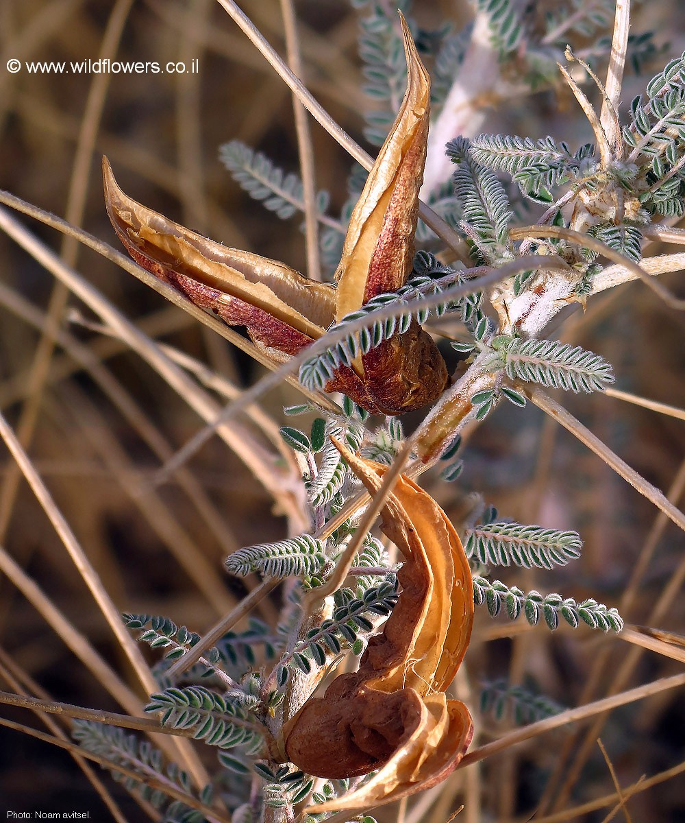 Astragalus dactylocarpus