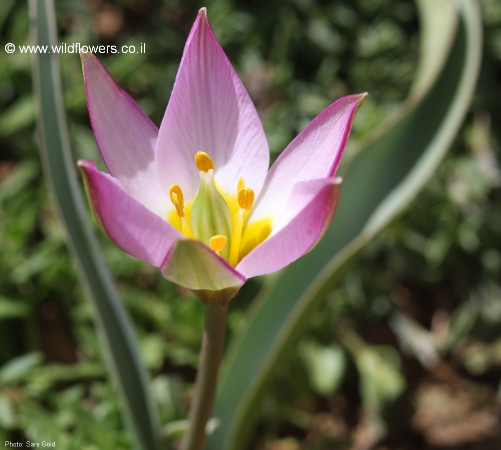 Tulipa lownei