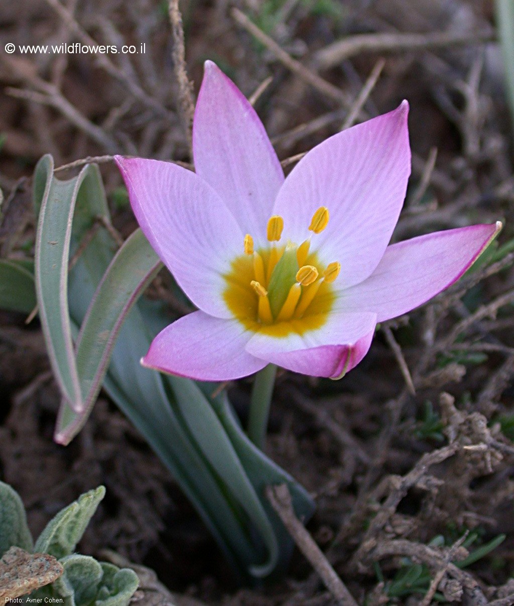 Tulipa lownei