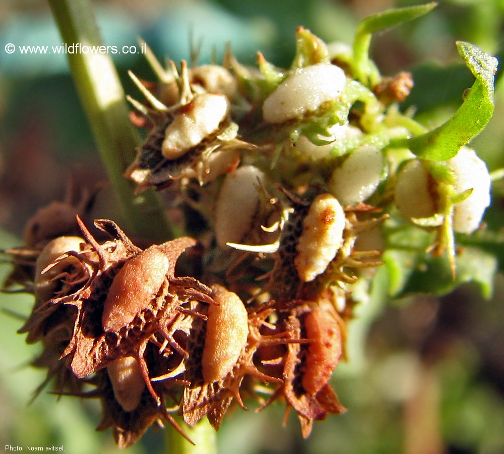 Rumex dentatus