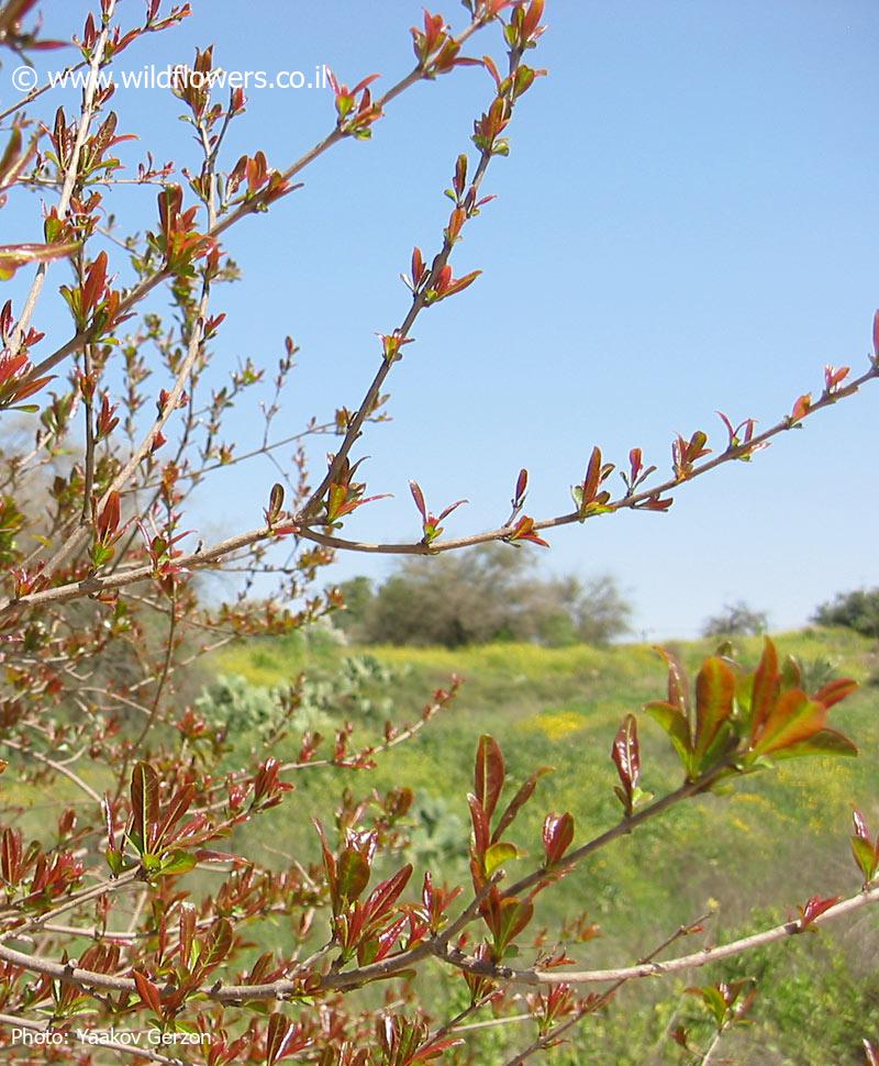 Punica granatum