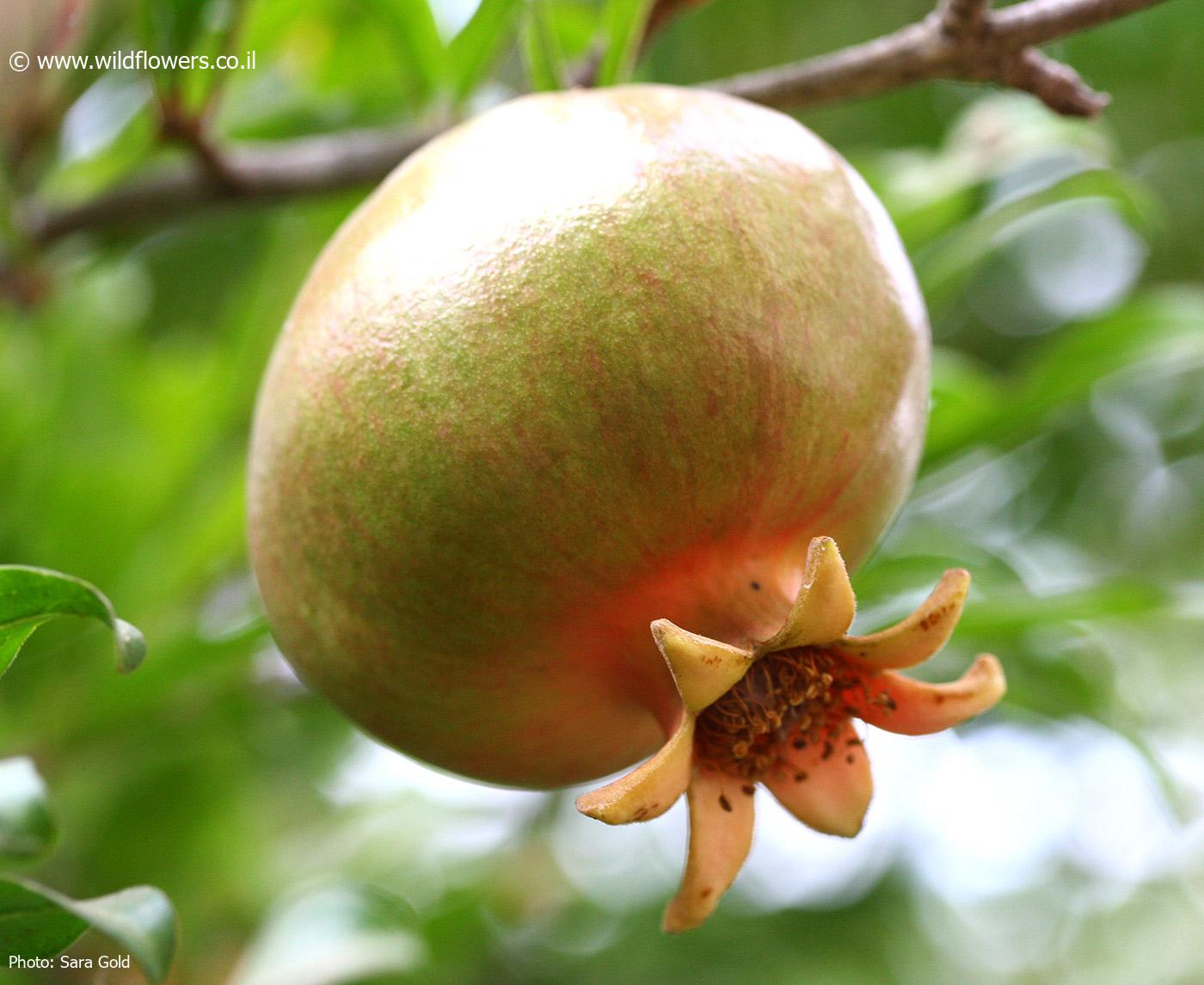 Punica granatum