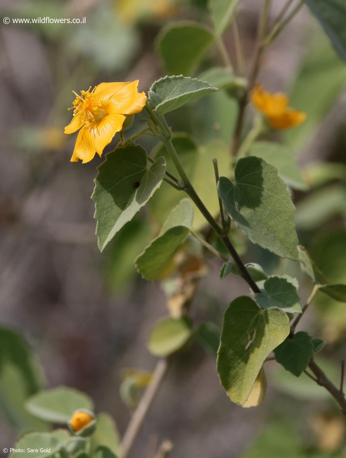 Abutilon fruticosum