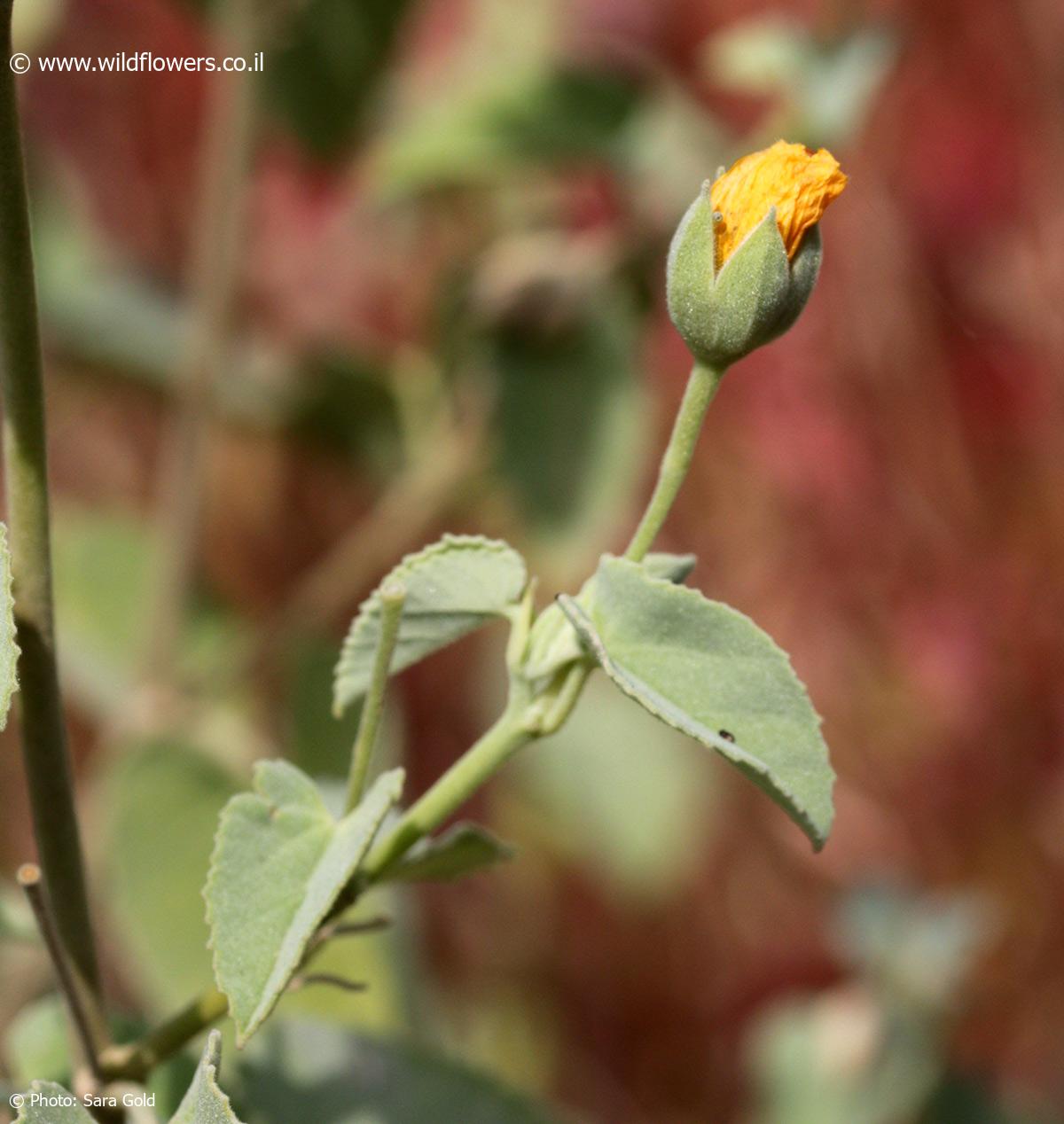 Abutilon fruticosum