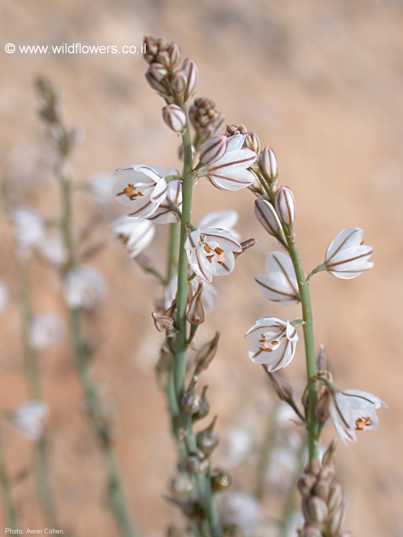 Asphodelus tenuifolius