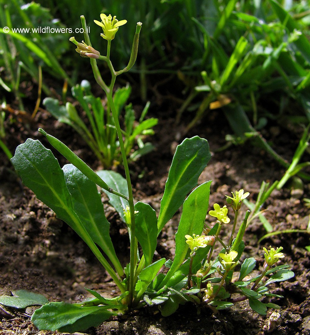 Diplotaxis viminea