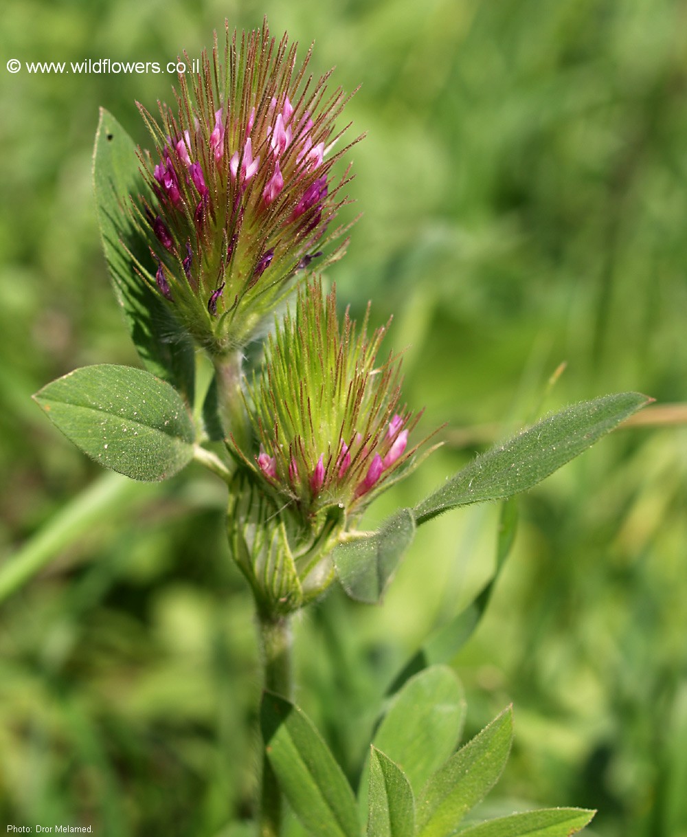 Trifolium dasyurum